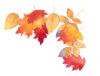 We’re Going on a Leaf Hunt