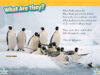 National Geographic Kids™: Penguins! (Level 2 Reader)