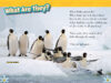 National Geographic Kids&trade;: Penguins! (Level 2 Reader)