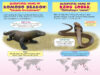 Who Would Win?® Komodo Dragon vs. King Cobra
