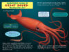 Who Would Win?&reg; Whale vs. Giant Squid