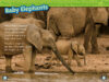 National Geographic Kids&trade;: Great Migrations: Elephants