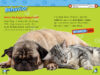 National Geographic Kids™: Cats vs. Dogs (Level 3 Reader)