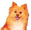 The Puppy Place: Teddy