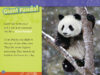 National Geographic Kids™: Pandas