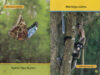 National Geographic Kids™: Swing, Sloth!