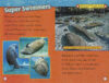 National Geographic Kids&trade;: Manatees