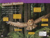 National Geographic Kids&trade;: Owls (Level 1 Reader)