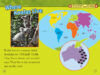 National Geographic Kids&trade;: Koalas (Level 1 Reader)