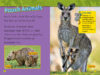 National Geographic Kids&trade;: Koalas (Level 1 Reader)