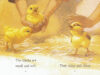 Chicks!