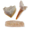 Dig It Up! Shark Teeth