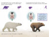 ¿Quién ganará?® Oso polar vs. oso grizzly (Who Would Win?® Polar Bear vs. Grizzly Bear)