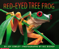 Red-Eyed Tree Frog