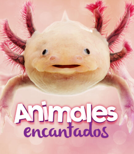 Los animales viven aquí (Animals Live Here) (Set of 6) (Los Animales Viven  Aquí/ Animals Live Here) (Spanish Edition)