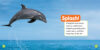 National Geographic Kids™ Explore My World: Dolphins