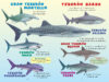 ¿Quién ganará? Tiburón martillo vs. tiburón sarda (Who Would Win?® Hammerhead vs. Bull Shark)