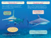 ¿Quién ganará? Tiburón martillo vs. tiburón sarda (Who Would Win?® Hammerhead vs. Bull Shark)