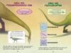 ¿Quién ganará?® Tyrannosaurus Rex vs. Velociraptor (Who Would Win?® Tyrannosaurus Rex vs. Velociraptor)