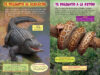 ¿Quién ganará?® Aligátor vs. pitón (Who Would Win?® Alligator vs. Python)