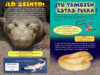 ¿Quién ganará?® Aligátor vs. pitón (Who Would Win?® Alligator vs. Python)