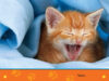 National Geographic Kids™ My First Pets Deluxe Box Set (Early Readers) with 6 Books and 3 Mini-Plushes