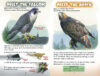 Who Would Win?&reg; Falcon vs. Hawk