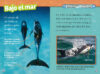 National Geographic Kids™: Los delfines