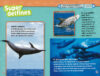 National Geographic Kids™: Los delfines