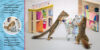 The Secret Life of Squirrels: Back to School!