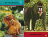 Paquete Lectores de National Geographic Kids™