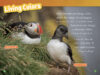 National Geographic Kids™: Animals That Change Color (Level 2 Reader)