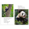 Baby Panda Goes Wild! Book Plus Plush