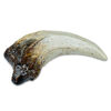 Dinosaur Face-Off! with Replica Raptor Claw and T. rex Tooth