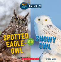 Hot and Cold Animals: Spotted Eagle-Owl or Snowy Owl