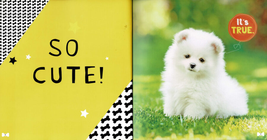So new arrivals cute puppies