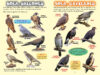 ¿Quién ganará? Halcón vs. Gavilán (Who Would Win?® Falcon vs. Hawk)