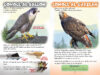 ¿Quién ganará? Halcón vs. Gavilán (Who Would Win?® Falcon vs. Hawk)