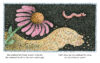 There Was an Old Lady Who Swallowed a Worm!