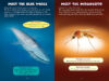 Who Would Win?® Blue Whale vs. Mosquito