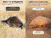 Who Would Win?® Porcupine vs. Pangolin