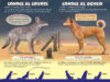 ¿Quién ganará?® Coyote vs. Dingo (Who Would Win?® Coyote vs. Dingo)