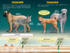 ¿Quién ganará?® Coyote vs. Dingo (Who Would Win?® Coyote vs. Dingo)