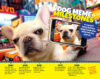 Dogs Rule! Pics, Memes, and Activities