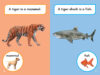 What Would You Rather Be? A Tiger or a Tiger Shark
