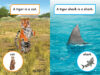 What Would You Rather Be? A Tiger or a Tiger Shark