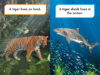 What Would You Rather Be? A Tiger or a Tiger Shark