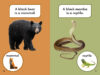 What Would You Rather Be? A Black Bear or a Black Mamba?