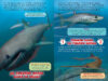 ¿Quién ganará?® La pelea final de tiburones (Who Would Win?® Ultimate Shark Rumble)
