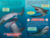 ¿Quién ganará?® La pelea final de tiburones (Who Would Win?® Ultimate Shark Rumble)